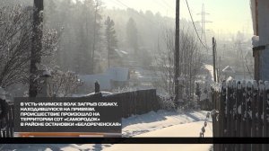 В Усть-Илимске волк загрыз собаку 28-01-2026