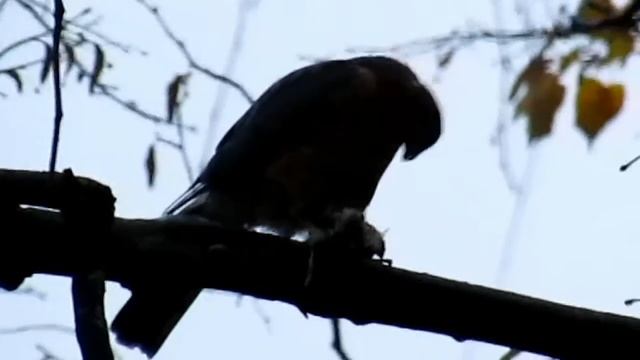 Ястреб смотреть онлайн