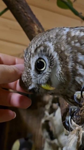 Маленькая сова еле сдерживает свою большую ярость 😈 смотреть онлайн