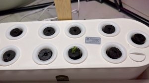 В гидропонике петунья тоже начала прорастать.