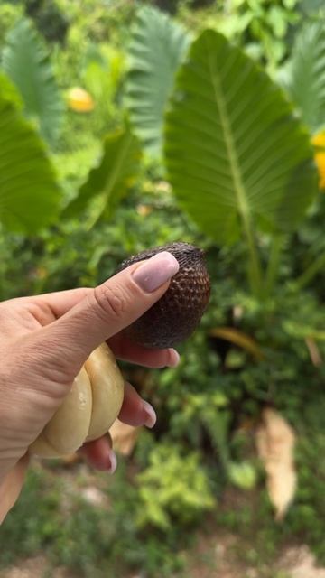 Многие знают фрукт - салак или змеиных фрукт смотреть онлайн