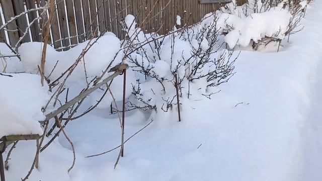 Дача зимой. 24-25.01.26г. смотреть онлайн