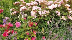 Мои цветники сезон 2025 г.🎶🎶🎶