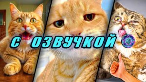 🔥 Приколы с котами С ОЗВУЧКОЙ! СМЕШНЫЕ КОТЫ! Самые смешные животные! Попробуй не засмеяться! 2026