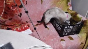 Жизнь пенсионеров.Утро.