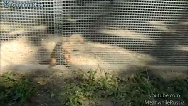 Крутая белочка