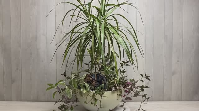 Композиция с комнатной юккой смотреть онлайн