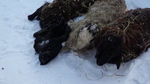 МОЛЧАНИЕ ЯГНЯТ