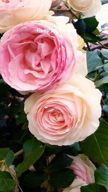 как хороши были розы смотреть онлайн