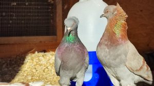 Игра одного голубя