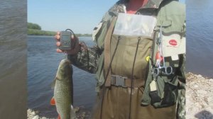 Весна голавлями красна