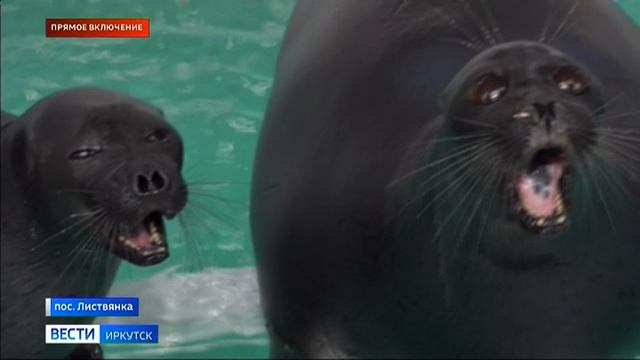 Прямое включение в Байкальском нерпинарии в Листвянке решили продлить праздничную программу смотреть онлайн