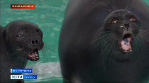 Прямое включение в Байкальском нерпинарии в Листвянке решили продлить праздничную программу