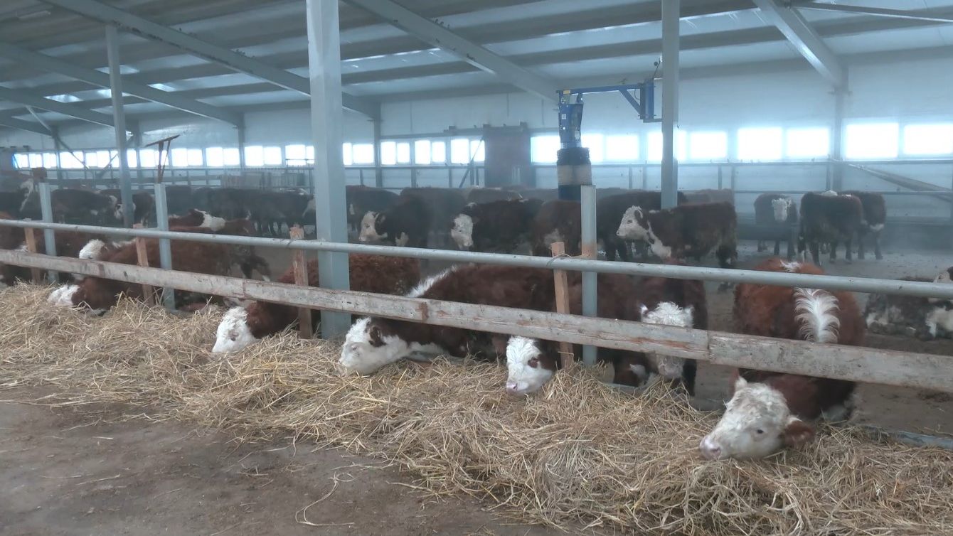 Мясная ферма братьев-близнецов. Агрокурьер смотреть онлайн