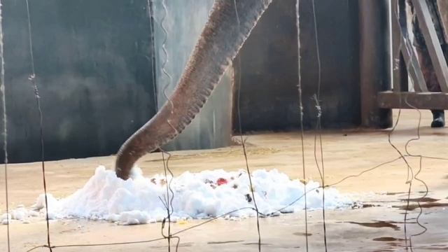 ❄️ С наступлением зимы наши слоны тоже потребовали снега: -Всем даете с ним поиграть! Мы тоже хотим! смотреть онлайн