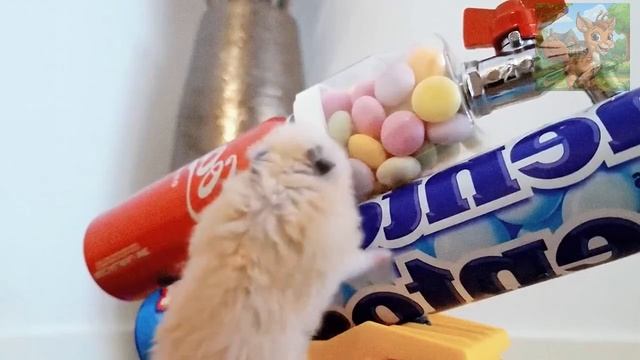 Маленький хомяк участвует в Subway Surfers, смелые хомяки бросаются вперед! смотреть онлайн