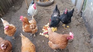 Петя и его маленький гарем Гульчитай