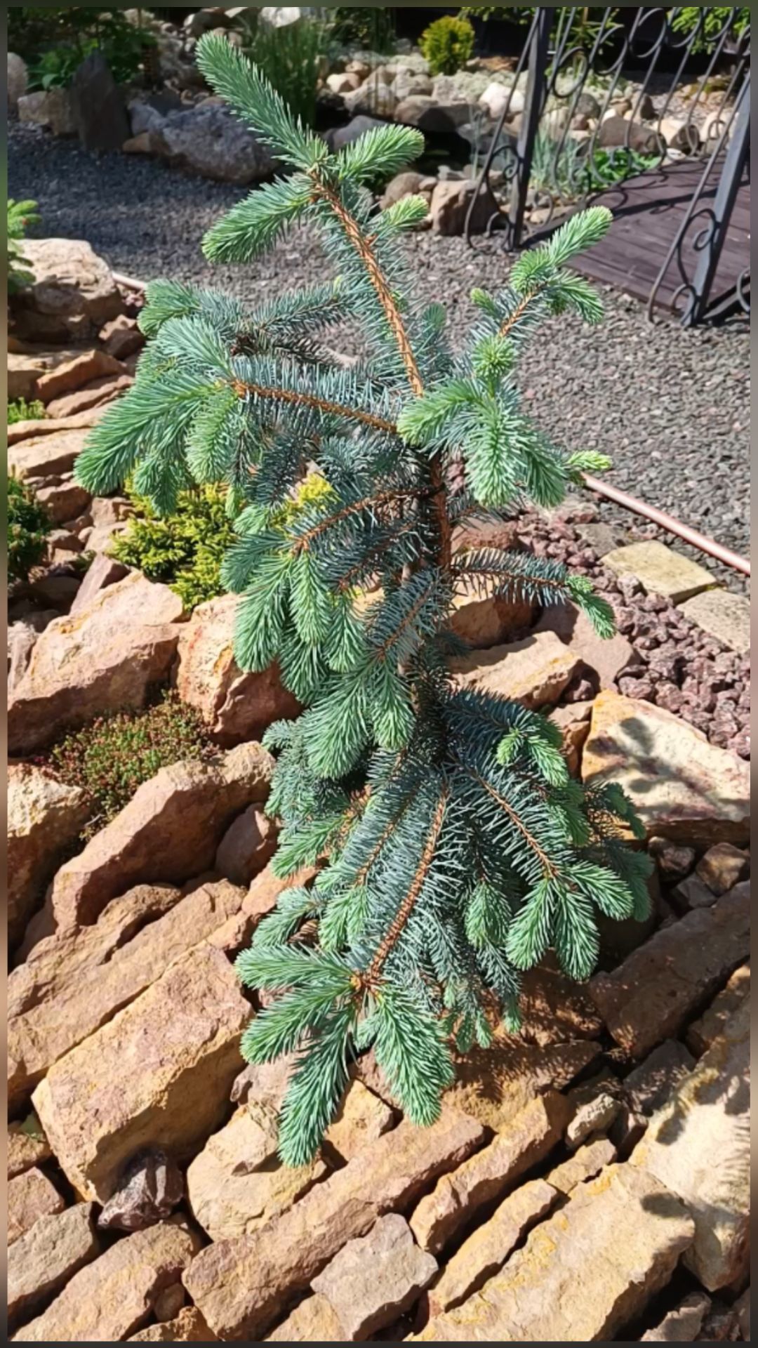 Ель колючая Блюз ( Picea pungens The Blues ) смотреть онлайн