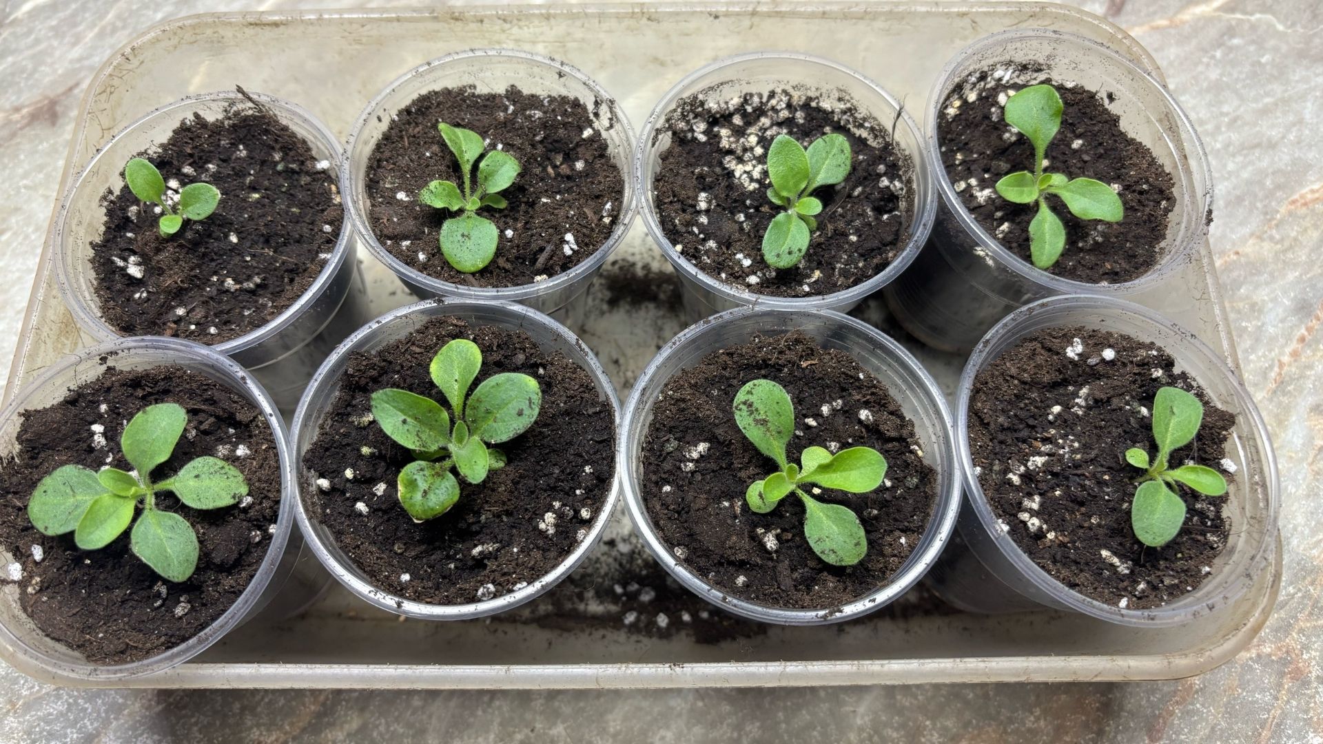 Пикировка ПЕТУНИЙ!! Не допускайте этих Ошибок при Посеве!! смотреть онлайн