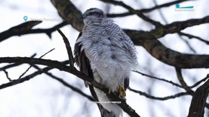 Зимующие на Вуоксе лебеди, греющийся ястреб-тетеревятник и сотрудничество лося и синицы