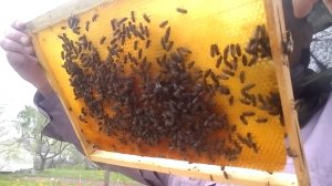 Мукачёвская карпатка