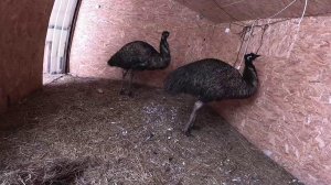 Страусы замерзли ! Котёл прогорел ! Это проблема ! ХУТОР В ЛЕСУ №955