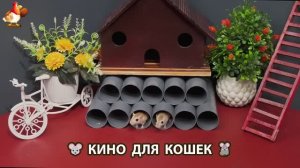 Видео для кошек про крысок развлекать питомцев 🐭🐀😂 (442)