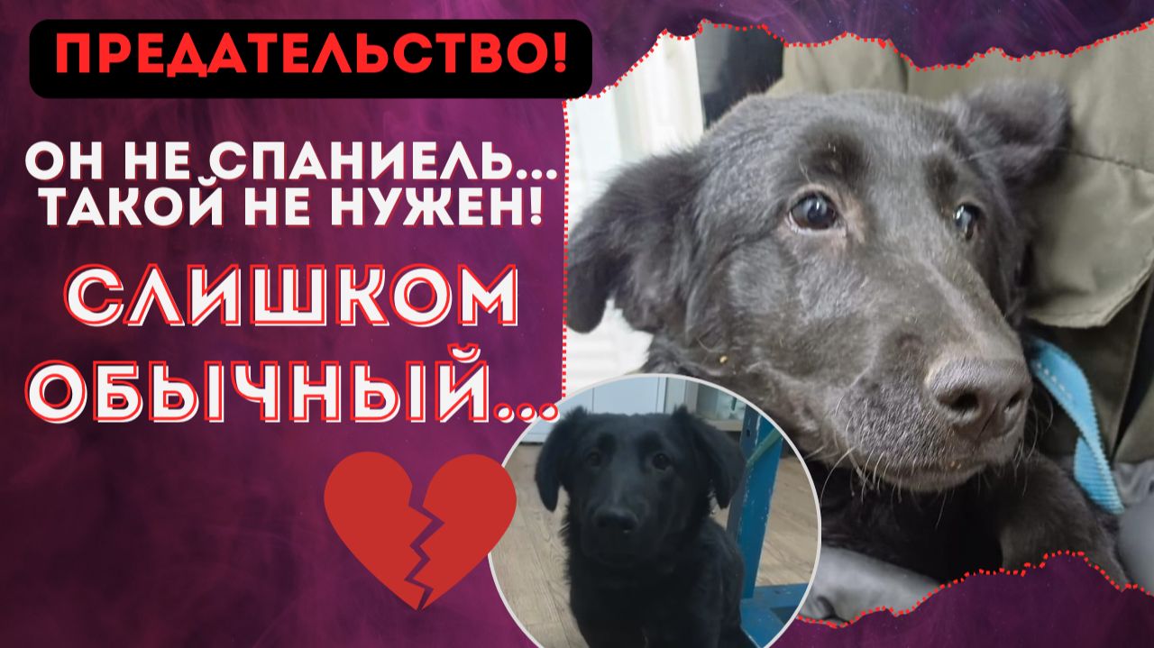 Думал «спаниель», а оказался «дворнягой» Хозяин сдал щенка в отлов... смотреть онлайн