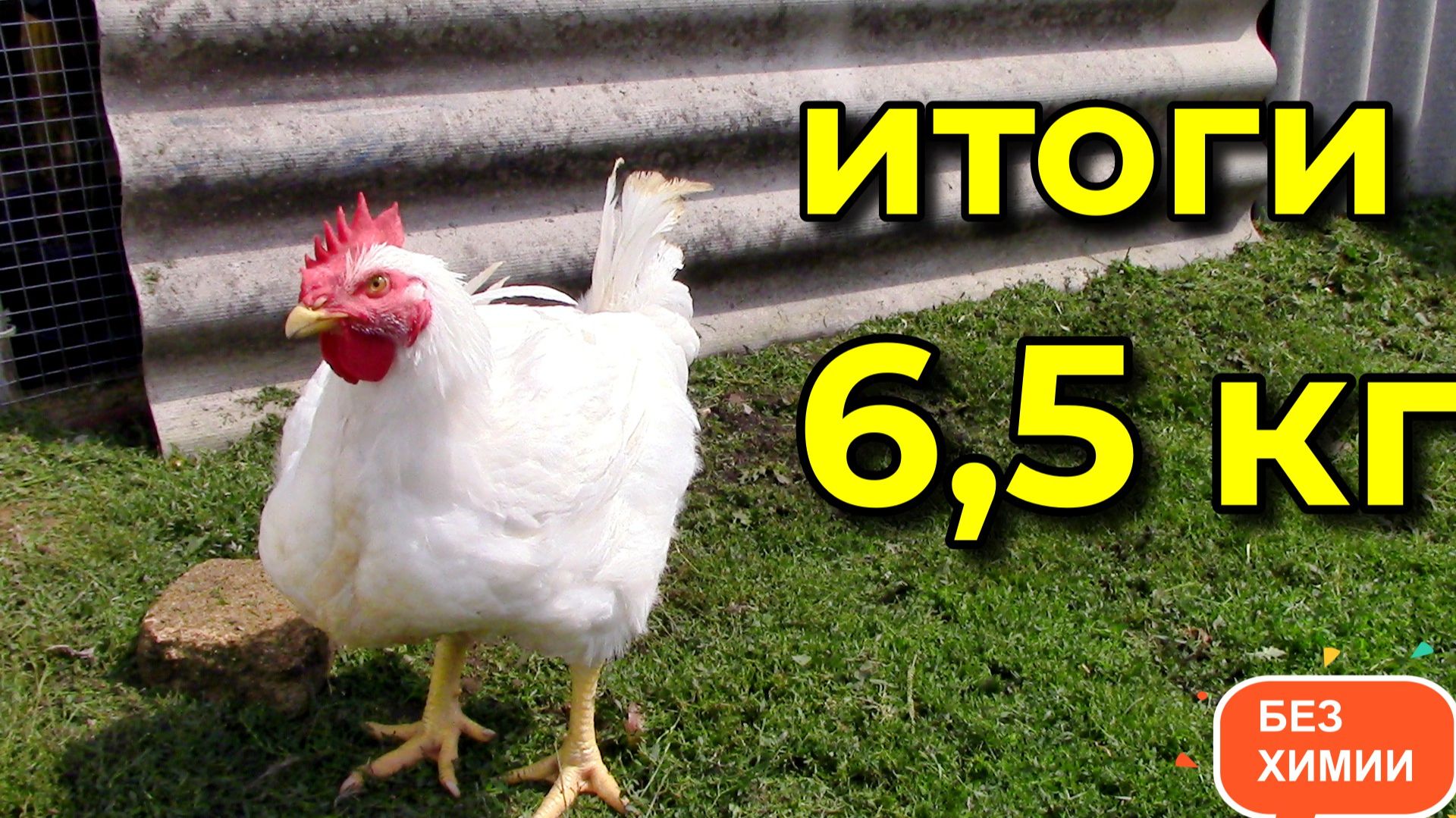 Бройлеры 67 дней | Итоги выращивания | Вес тушек и расход корма