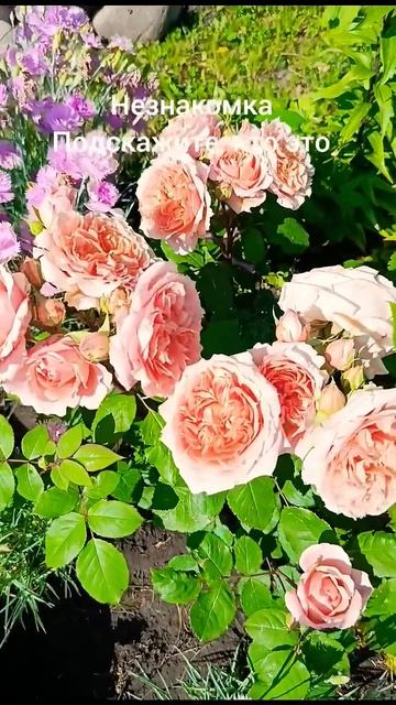 как хороши были розы... смотреть онлайн