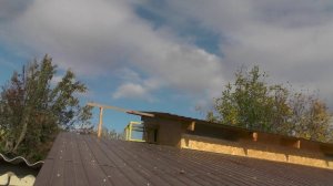 Тетеревятник атакует бойных голубей