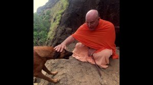 Дикий пёс внезапно вышел из джунглей.