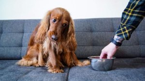 Ветеринар предупредила об опасности кормления питомцев едой со стола