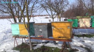 Пчёлы первый облет