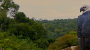 Амазония Инструкция по выживанию