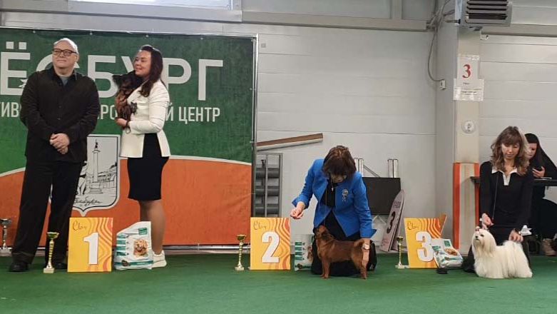 17.01.2026, СПб. Клуб "Элита-Центр" (РКФ, РФЛС). Выставка собак САС 9 группы FCI смотреть онлайн