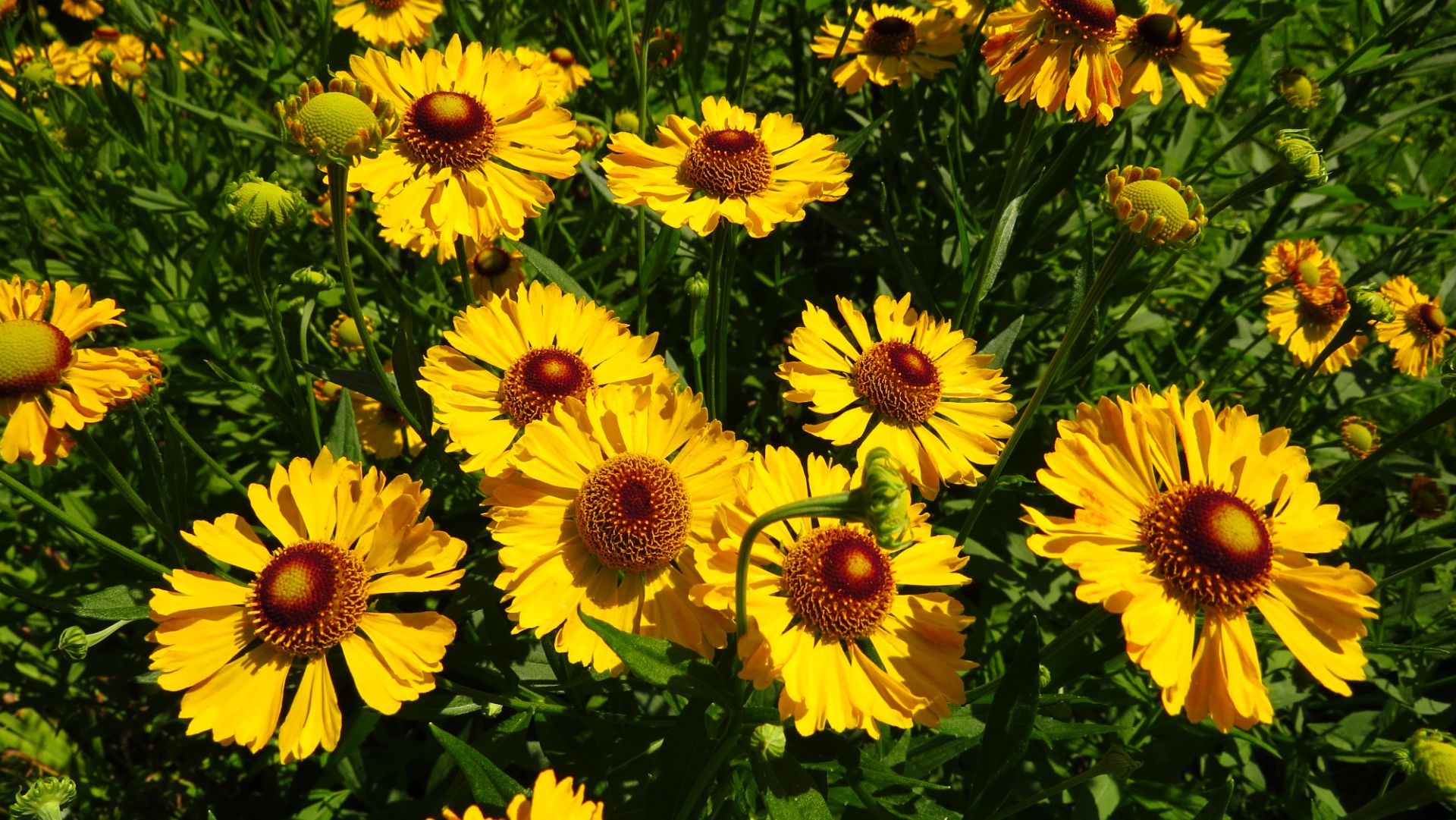 Рудбеккия смотреть онлайн