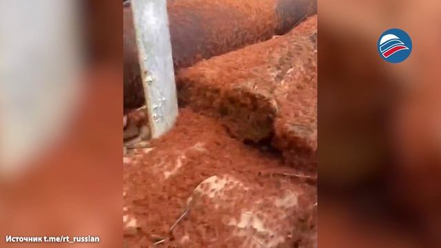 Детёныши красного краба «захватили» австралийский остров Рождества смотреть онлайн