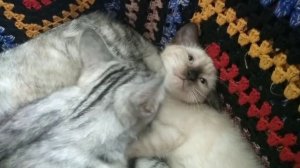 Надо,надо умываться по утрам и вечерам...