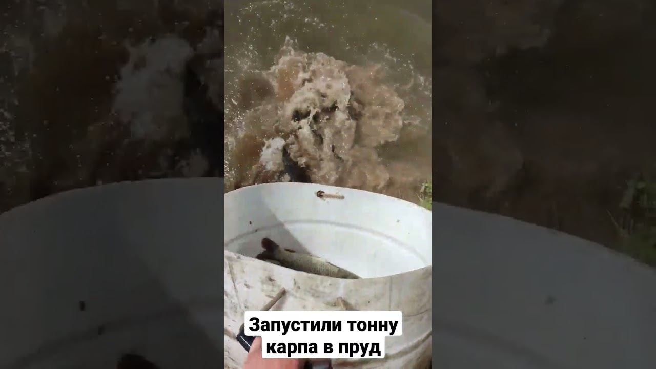 Запустили тонну карпа в пруд