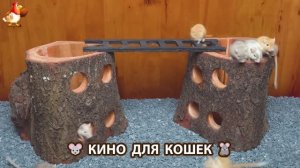 Видео для кошек про крысок развлекать питомцев 🐭🐀😂 (444)