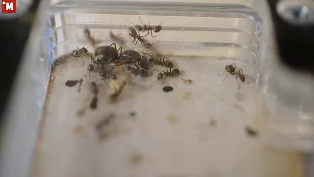 Муравьи Serviformica rufibarbis после диапаузы (зимовки) смотреть онлайн