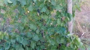 Виноград Маркетт (Marquette) 26 Brx сахара . Морозоустойчивость винограда Маркетт до -38 °С.