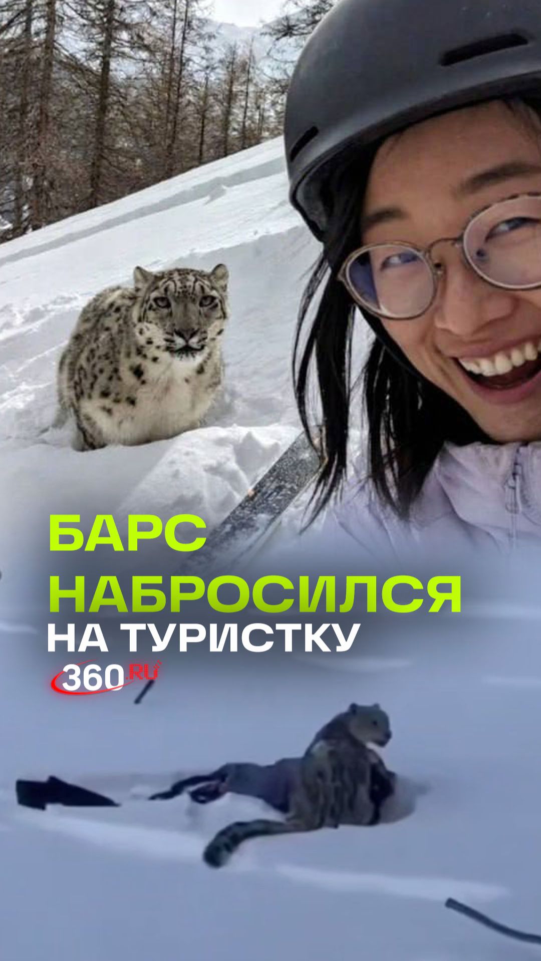 Селфи с ирбисом чуть не стало смертельным смотреть онлайн