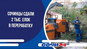 Сочинцы сдали 2 тыс. елок в переработку