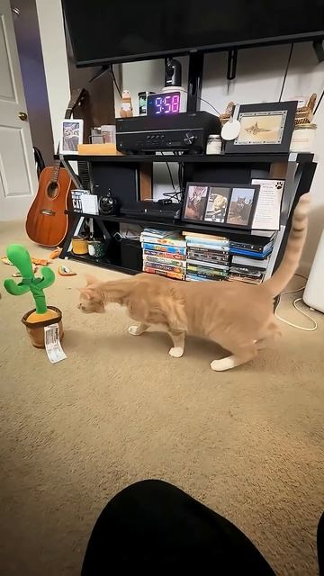 Любопытные кошки смотреть онлайн