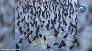 Тысячи бакланов заполнили немецкий Штральзунд из-за замёрзших водоёмов