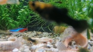 Рыбы и успакаювающая музыка