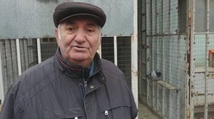 Спортивные голуби / Sport pigeons. В гостях у Геннадия Амбарцумовича! Телефон +7 (905) 442 74 41