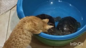 Узнаете котёнка? Да-да это наш большой рыжик уже ( архив 2023 год)